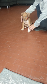 Cucciolo di american pitbull