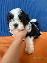 Shi-tzu shitzu