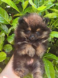 Spitz di pomerania femmina