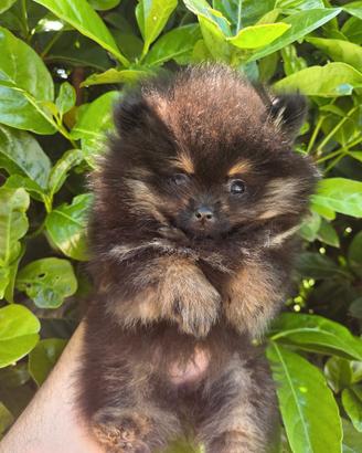 Spitz di pomerania femmina