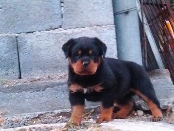 Cuccioli rottweiler