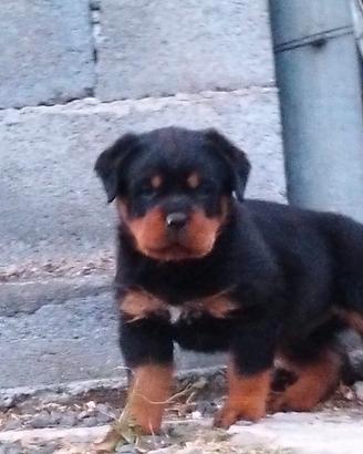 Cuccioli rottweiler