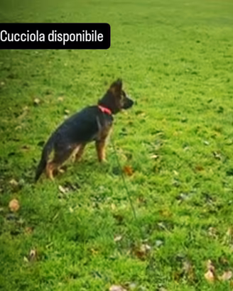 Pastore tedesco