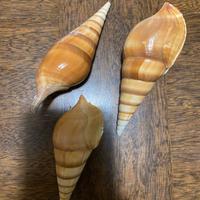 3 conchiglie di gasteropodi marini genere Tibia