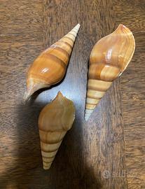 3 conchiglie di gasteropodi marini genere Tibia
