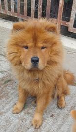 Cuccioli Chow Chow