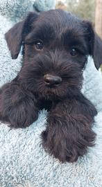 Schnauzer nano cucciola in affido