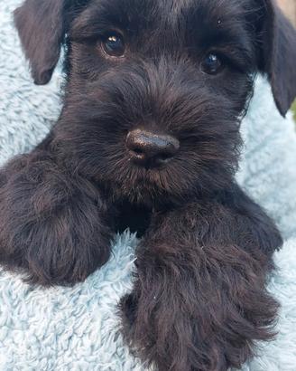 Schnauzer nano cucciola in affido