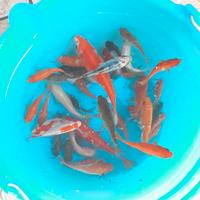 Pesci rossi gambusie