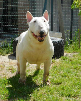 Bull terrier