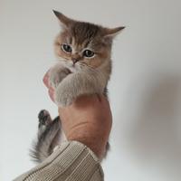 Cuccioli di gattini scottish straight e fold