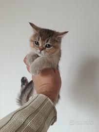 Cuccioli di gattini scottish straight e fold