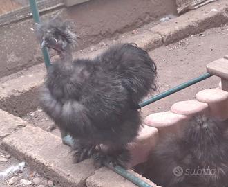 coppia moroseta SILKIE SHOWGIRL