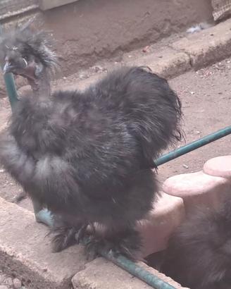 coppia moroseta SILKIE SHOWGIRL