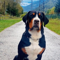 Cuccioli grande bovaro svizzero