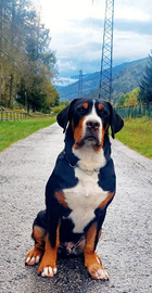 Cuccioli grande bovaro svizzero