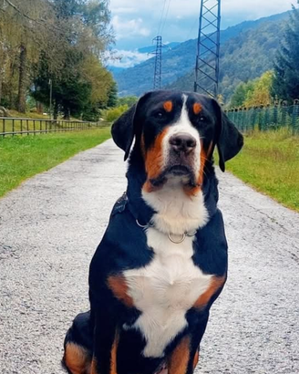 Cuccioli grande bovaro svizzero