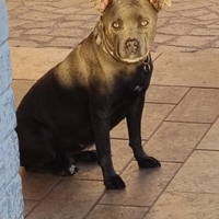 American Pitbull femmina Blue nose