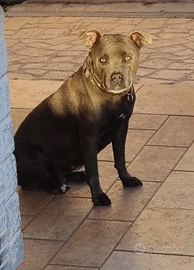 American Pitbull femmina Blue nose