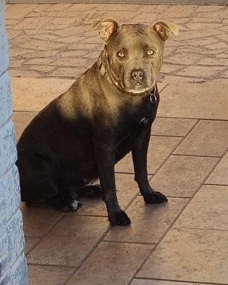 American Pitbull femmina Blue nose