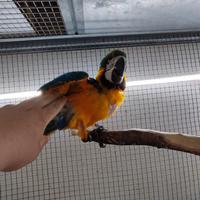 Ararauna in fase di svezzamento