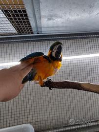 Ararauna in fase di svezzamento