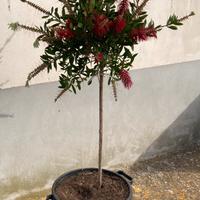 Albero decorativo callistemon fiore rosso spazzola