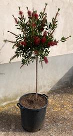 Albero decorativo callistemon fiore rosso spazzola