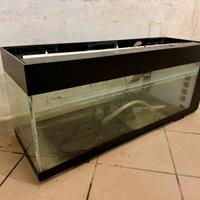Acquario