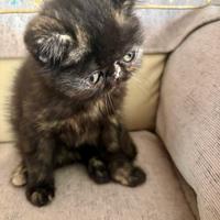 Gatta persiana tartarugata