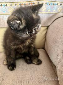 Gatta persiana tartarugata