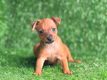 Pinscher