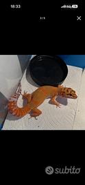 Maschio geco leopardino