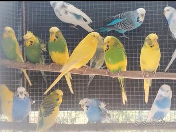 Coppie Cocorite maggiorate , inglesi , ciuffate