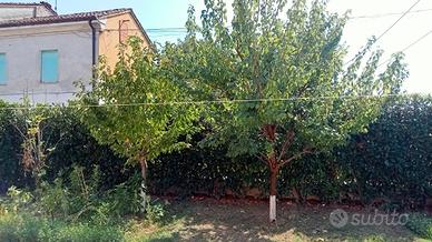 Vende alberi di  Ciliegio e Albicocco 