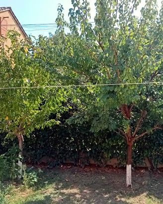 Vende alberi di  Ciliegio e Albicocco 