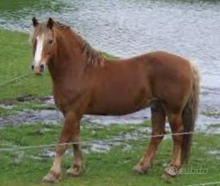 Cavallo Pony