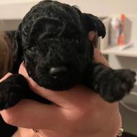 Barboncino toy nero maschio