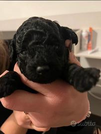 Barboncino toy nero maschio