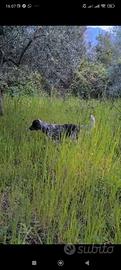Setter inglese