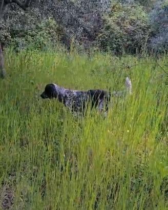 Setter inglese