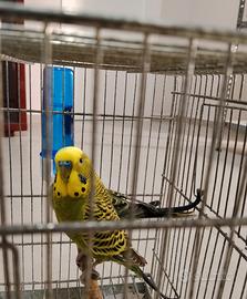 Cocorite maschio serie ancestrale