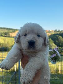 Golden retriever americano