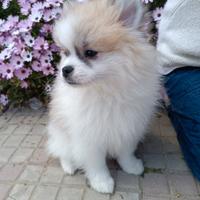 Cuccioli di spitz tedesco taglia piccola