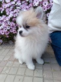 Cuccioli di spitz tedesco taglia piccola