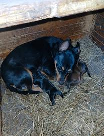 Cuccioli pinscher