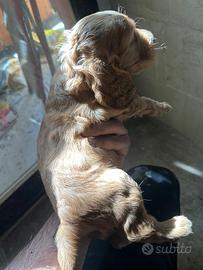 Cucciolo cocker fulvo con muso bianco