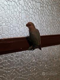 Pappagallo Inseparabile