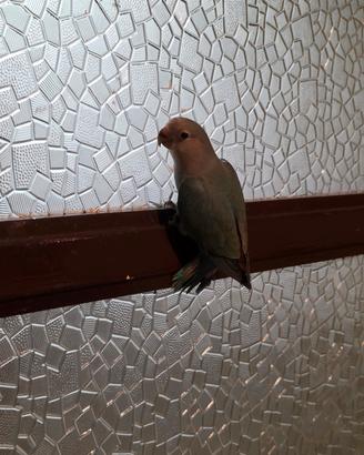 Pappagallo Inseparabile