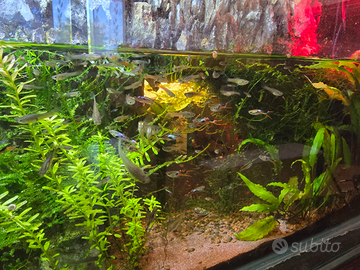 Pesci endler più muschio di java in omaggio